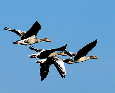 goose-1403556v2